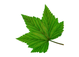 Зеленый Лист, Виноградный Лист, Green Leaf, Grape Leaf, - Листья Винограда  Пнг, HD Png Download - kindpng